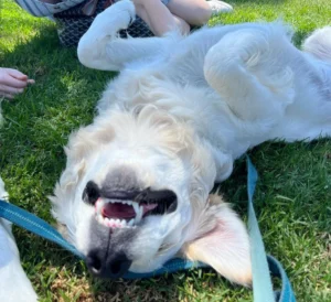 A dog lying on its back on grass | 24th Street Dental Biltmore in Phoenix, AZ