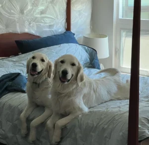 Two dogs are on a bed | 24th Street Dental Biltmore in Phoenix, AZ