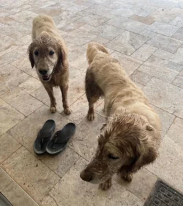 Two dogs standing on a tile floor | 24th Street Dental Biltmore in Phoenix, AZ